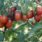 BlackPlum_TO207.jpg