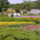 Blumenmeer_4.JPG