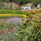 Blumenmeer_6.JPG