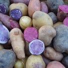 Kartoffelvielfalt.jpg
