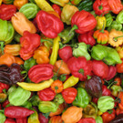 Paprika_Vielfalt.jpg