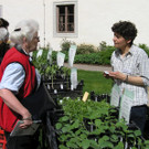Jungpflanzenmarkt.jpg