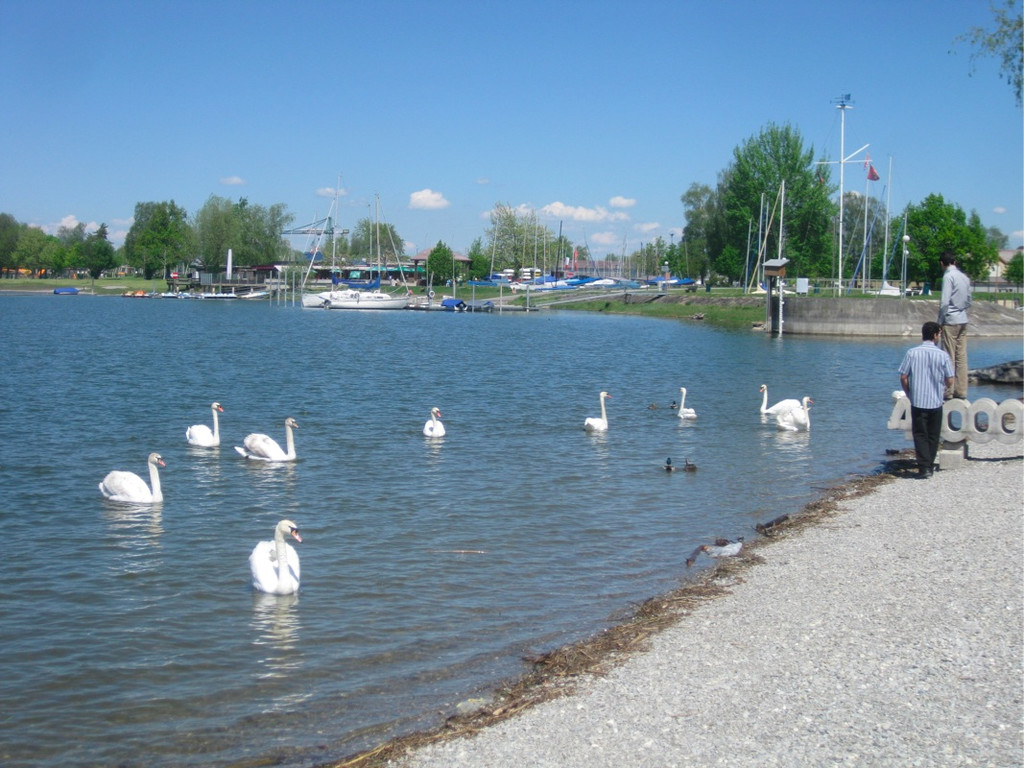 BK_Schwanensee_Hard_jpg-1336161070