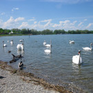 BK_Schwanensee_Hard 1_jpg-1336160985