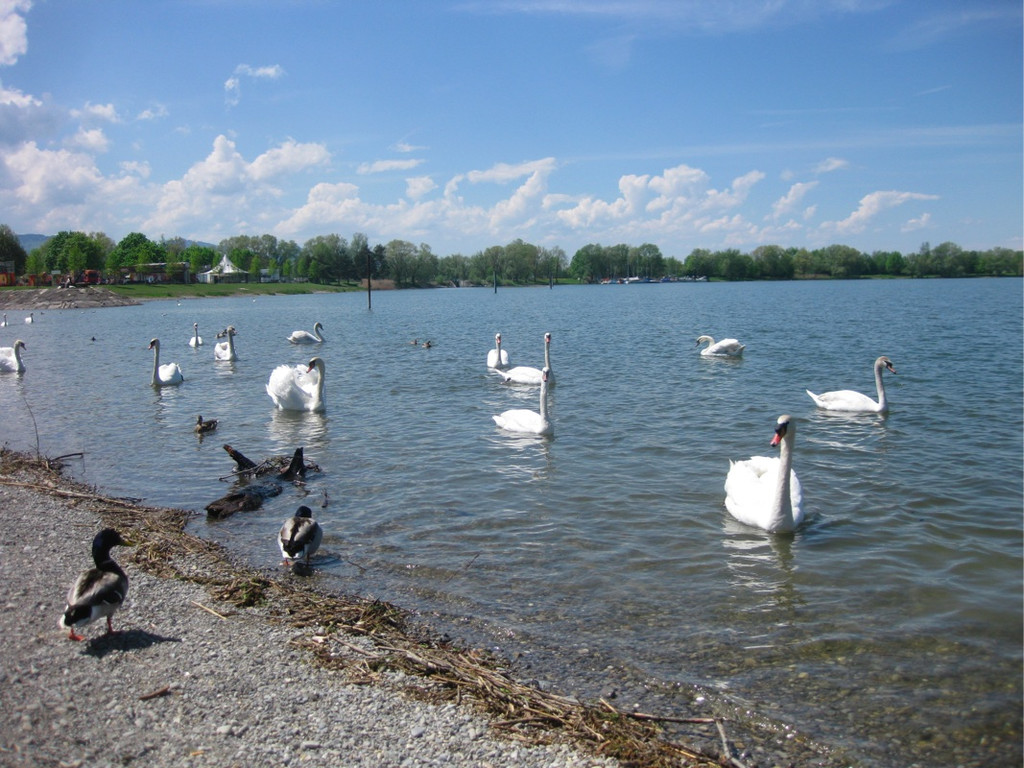 BK_Schwanensee_Hard 1_jpg-1336160985