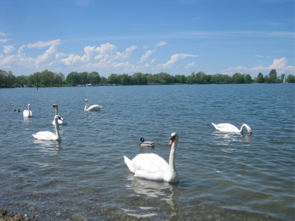 BK_Schwanensee_Hard 2_jpg-1336160990