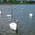 BK_Schwanensee_Hard 3_jpg-1336160996
