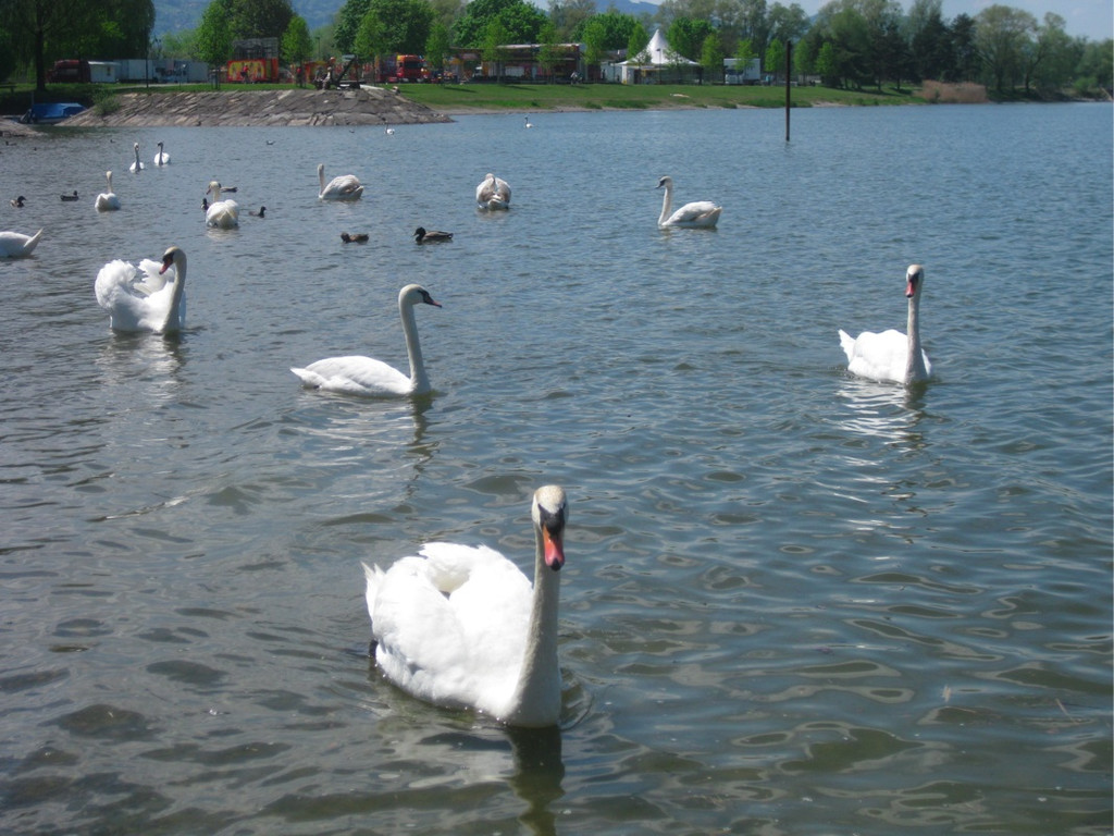BK_Schwanensee_Hard 3_jpg-1336160996