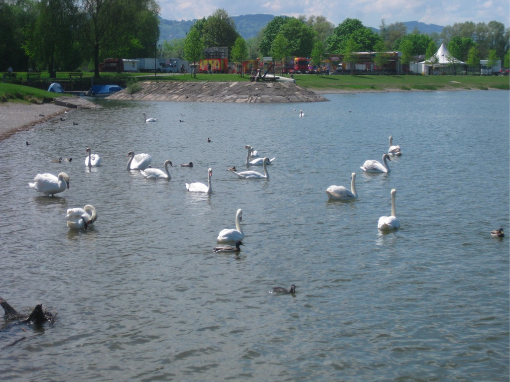 BK_Schwanensee_Hard 7_jpg-1336161014