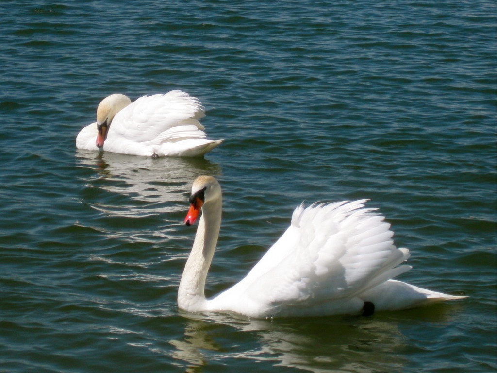 BK_Schwanensee_Hard 13_jpg-1336161044