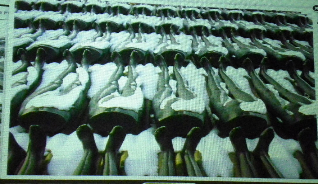 114_4592_JPG-1336313044