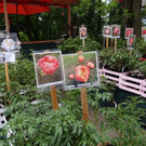 Markt Gartahag_VHotz _39__JPG-1336377655