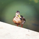 Duck.jpg