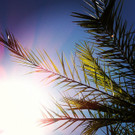 Palmtree.jpg