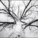 Tree.jpg