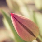Tulip.jpg
