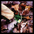 Herbst.jpg