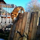 Katze Messer.jpg