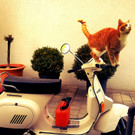 Katze Vespa.jpg