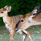 Nachwuchs in SChönbrunn bei den Nyalas "Amanda"