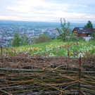 DSC_0081-1.jpg