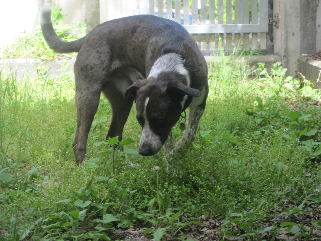 IMG_3179_jpg-1336653716