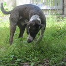 mehr Bilder von dem Hund