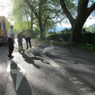 Polizeieskorte für Schwäne