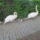 schwan2.jpg