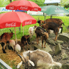 Tierfest H__chst 12_05_2012 45_jpg-1336833733