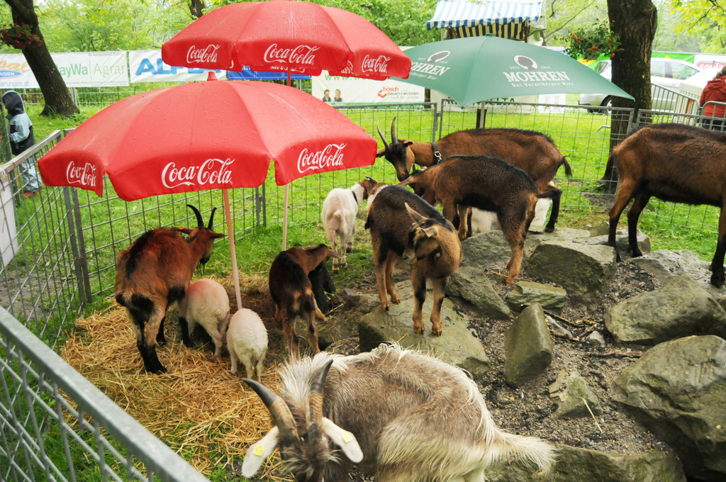 Tierfest H__chst 12_05_2012 45_jpg-1336833733