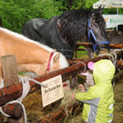 Tierfest H__chst 12_05_2012 116_jpg-1336833874