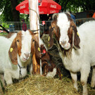 Tierfest H__chst 12_05_2012 201_jpg-1336834021