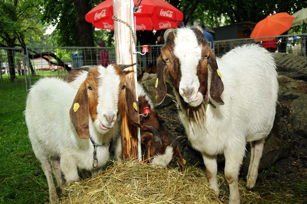 Tierfest H__chst 12_05_2012 201_jpg-1336834021