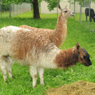 Tierfest H__chst 12_05_2012 206_jpg-1336834036