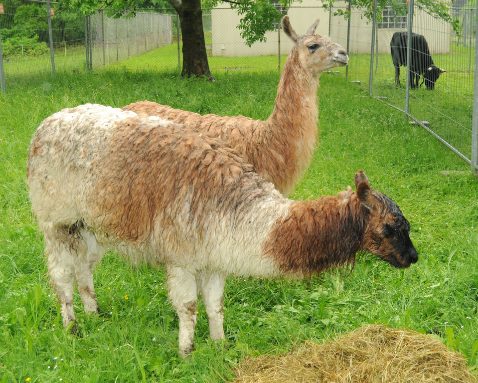 Tierfest H__chst 12_05_2012 206_jpg-1336834036