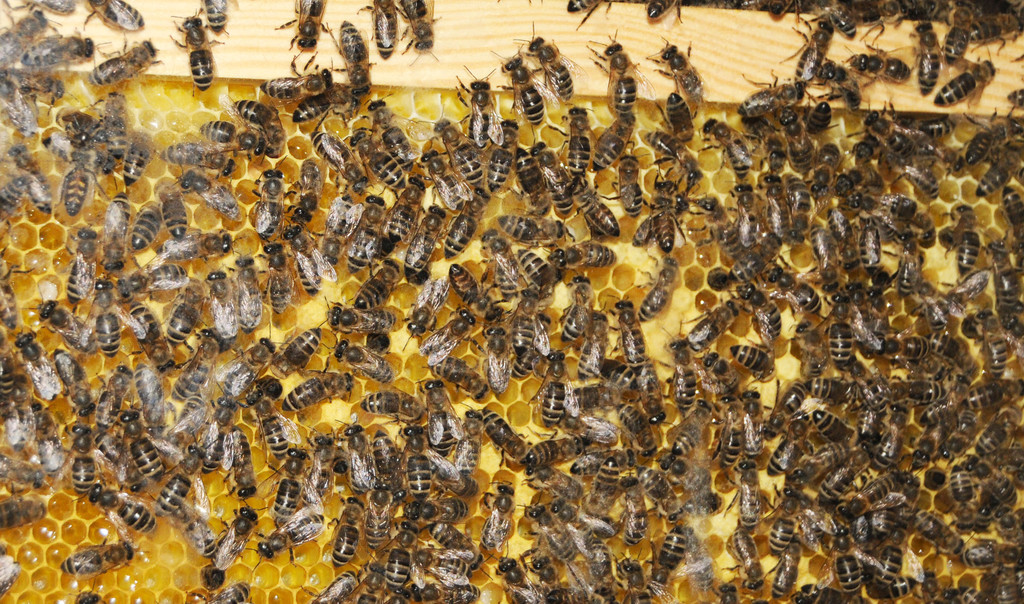 Tierfest H__chst 12_05_2012 68_jpg-1336836603