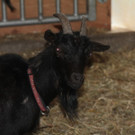 KOE_Sunnahof035_jpg-1336840528