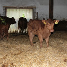 KOE_Sunnahof042_jpg-1336840557
