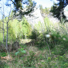 IMG_1333_JPG-1336919055