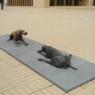 DSCN3954_JPG-1337003115