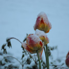 160512schneeat04003aktivnews009.JPG