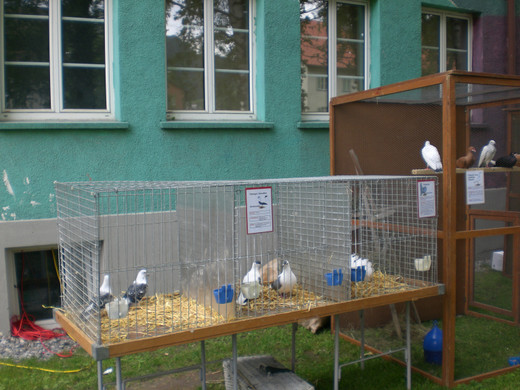 Freilandschau 2011 025_jpg-1337350095