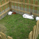 Freilandschau 2011 028_jpg-1337350171