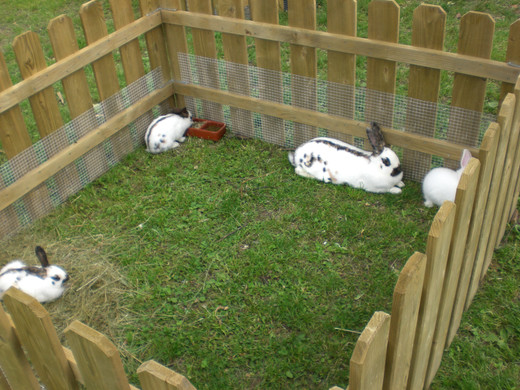 Freilandschau 2011 028_jpg-1337350171