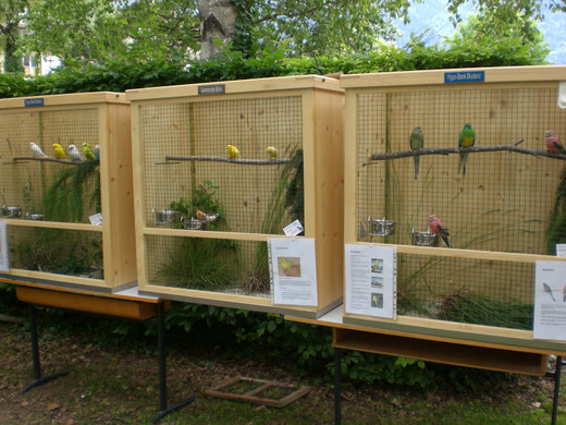 Freilandschau 2011 037_jpg-1337350322