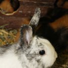 Zu vermitteln: Süße Kleintiere im Tierschutzheim