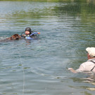 Hunde141.JPG
