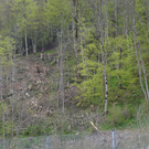 Holzschlägerung