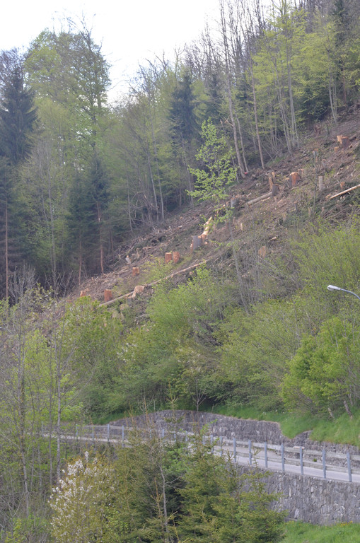 DSC_0702.JPG
